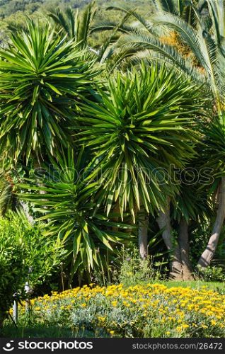 Palm trees and yellow flowers in nature park.