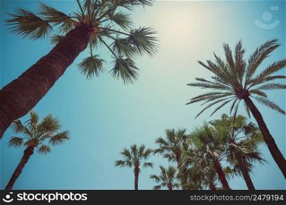 Palm trees angle view to sky sunny hot summer day retro color stylized