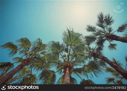 Palm trees angle view to sky vintage color stylized