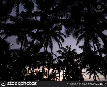 Palm trees, Arabian Sea, Kerala, India