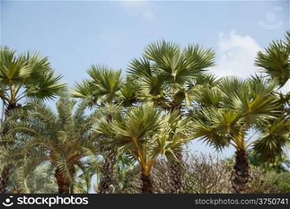 Palm trees are planted in the garden. The palm-size.