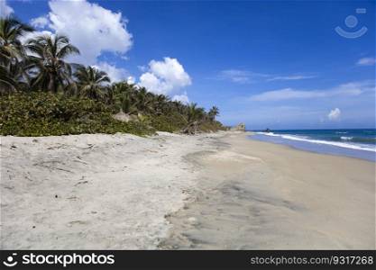 Palm trees at beautiful wild caribbean beach landscape at Tayrona, Colombia