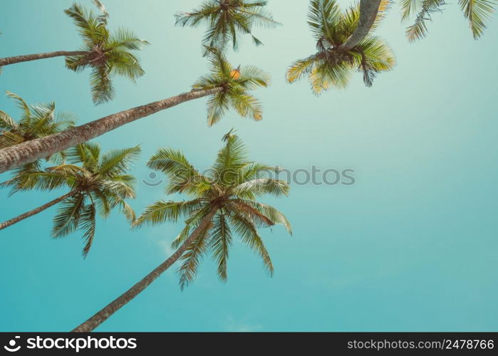 Palm trees at clear summer day vintage toned