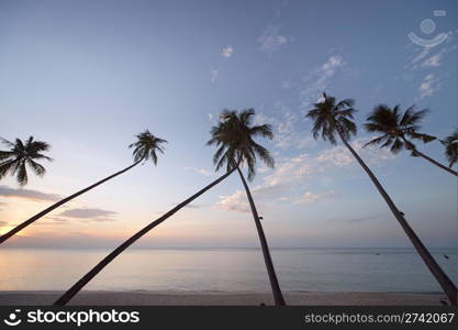 Palm trees at sunrise. Koh Samui, Thailand