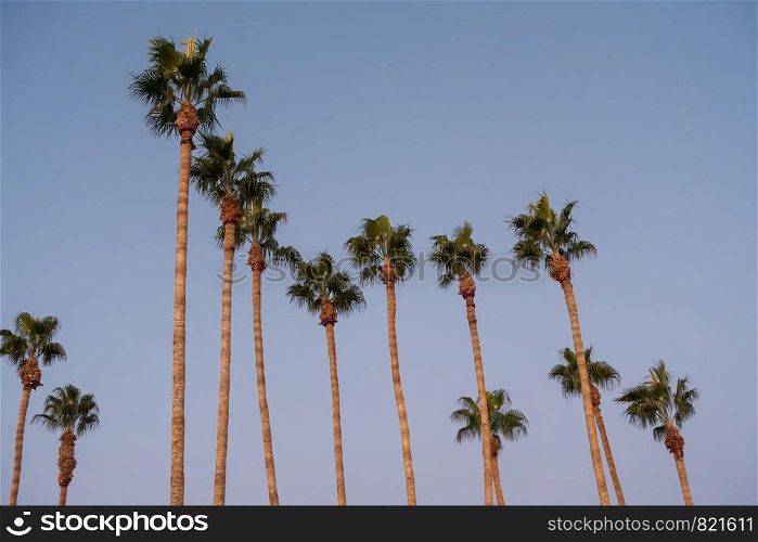 palm trees at sunset on boulevard in los angeles