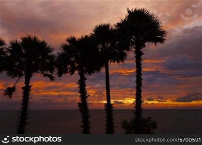 Palm trees at sunset on the Andaman Sea in Thailand