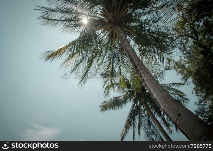 Palm trees at tropical coast, vintage toned and film stylized