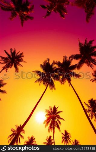 Palm trees at tropical sunset