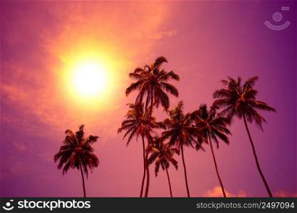 Palm trees at vivid sunset with colorful sky and shining sun circle