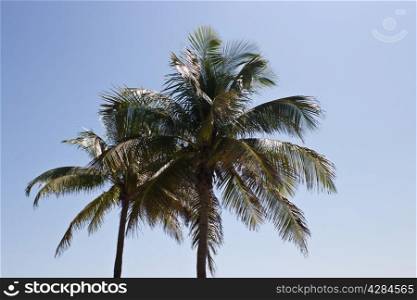 Palm trees bathing in the sunshine