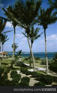 Palm trees beside the ocean, Eleuthera, Bahamas