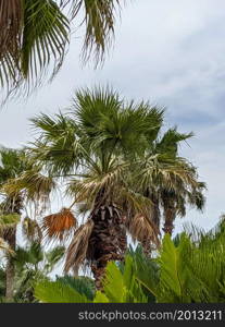 palm trees bunch at myrtle beach south carolina