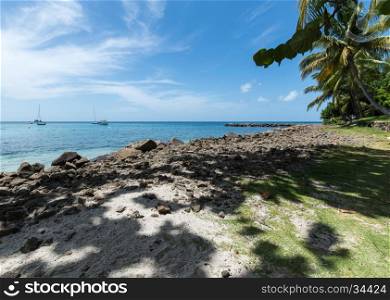Palm trees casting a shadow on the grass and rocks at the edge of the sea in Saint Lucia, with boats in the distance
