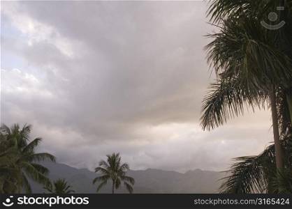 Palm Trees, Cloudy Sky