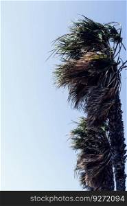 Palm trees during very windy weather