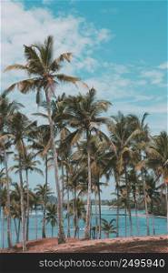 Palm trees forest on tropical island beach, vintage toned and retro color stylized