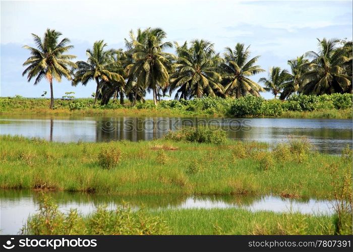 Palm trees, grass and lake in Savaii island, Samoa