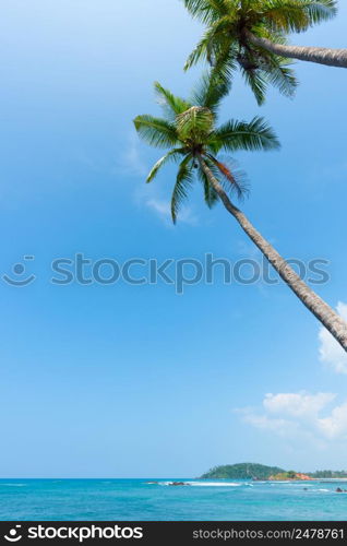 Palm trees hang over tropical ocean
