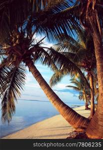 Palm trees hanging over a sandy white beach with stunning blue waters