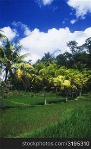 Palm trees in a field, Bali, Indonesia