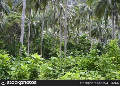 Palm trees in a forest, Phi Phi Islands, Thailand