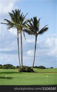 Palm trees in a golf course