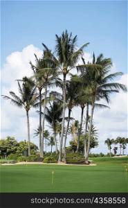 Palm trees in a golf course