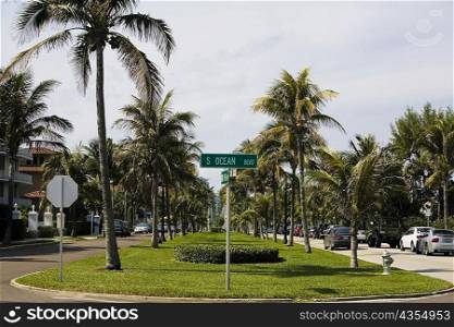 Palm trees in a park, Lake Worth, Palm Beach County, Florida, USA