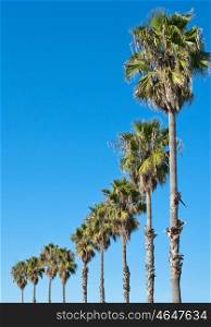 palm trees in a row against blue sky frame