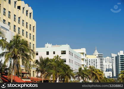 Palm trees in a row in front of buildings, Miami, Florida, USA