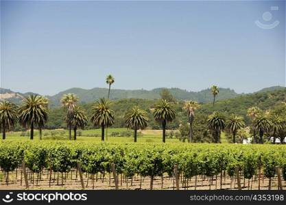 Palm trees in a vineyard