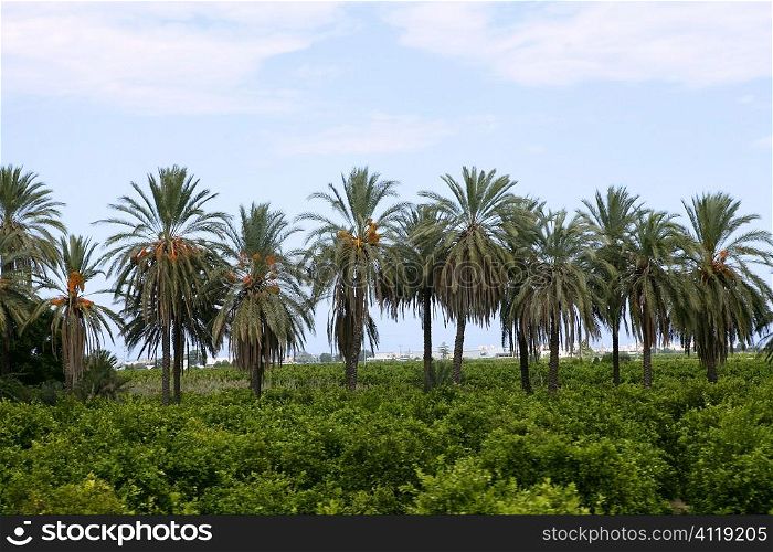 Palm trees in an Mediterranean orange tree field