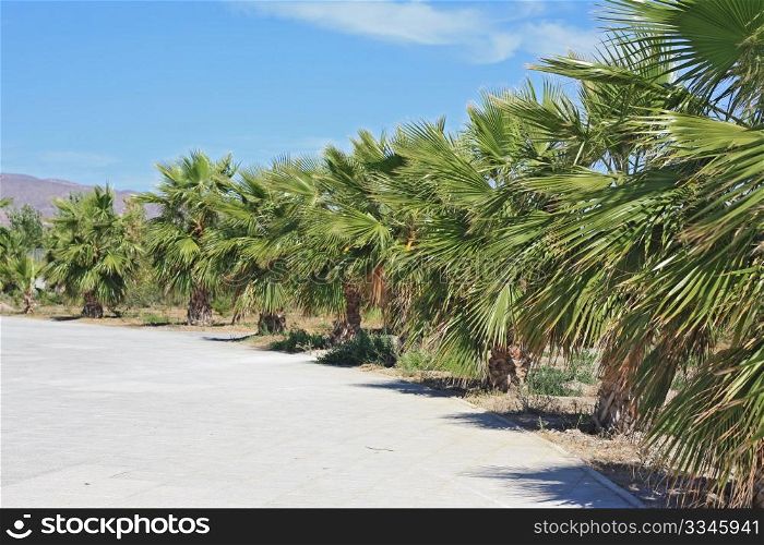 Palm trees in Andalusia, Spain, summertime.