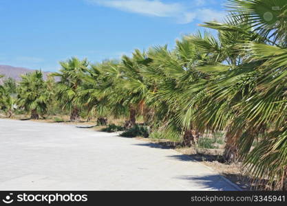 Palm trees in Andalusia, Spain, summertime.