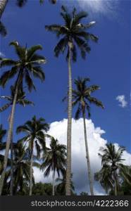 Palm trees in Cherating, east coast of Malaysia