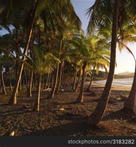 Palm trees in Coast Rica