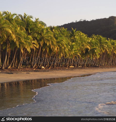 Palm trees in Coast Rica