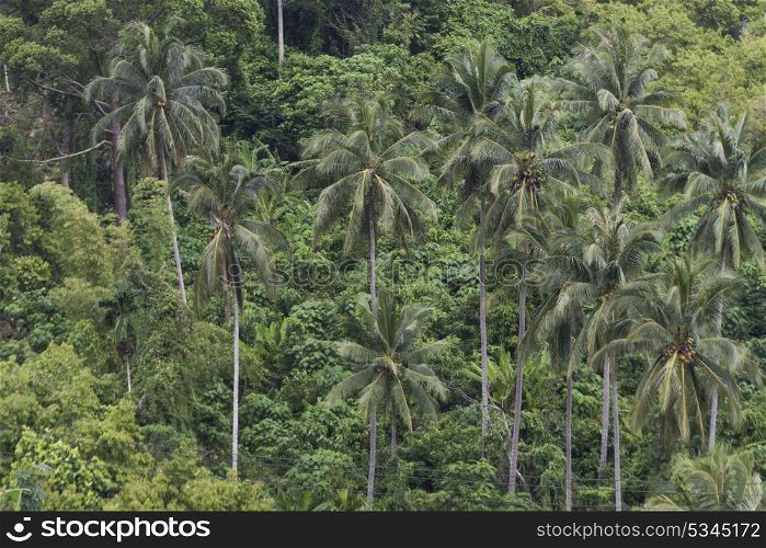 Palm trees in forest, Koh Samui, Surat Thani Province, Thailand