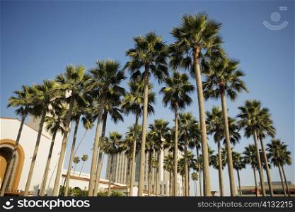 Palm trees in front of a station, Union Station, Los Angeles, California, USA