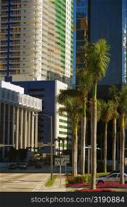 Palm trees in front of buildings, Miami, Florida, USA