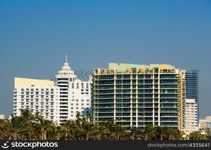 Palm trees in front of multi-storeyed buildings, Miami, Florida, USA