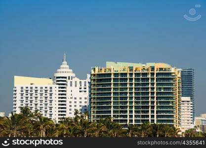 Palm trees in front of multi-storeyed buildings, Miami, Florida, USA