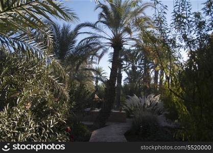 Palm trees in garden of Dar Qamar guest house, Agdz, Morocco