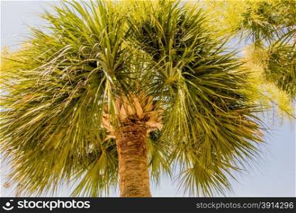 palm trees in georgia state usa