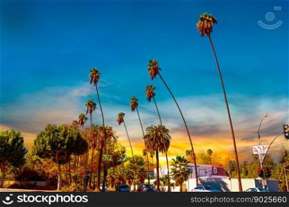 Palm trees in Los Angeles at sunset