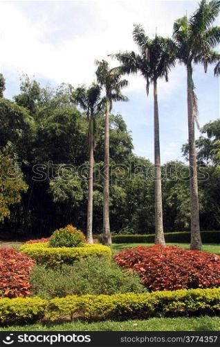 Palm trees in royal botanical garden Peradeniya, Sri Lanka