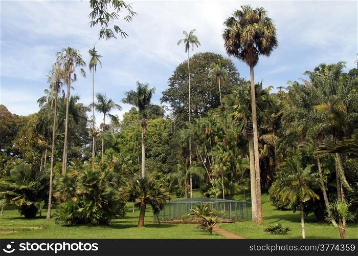 Palm trees in royal botanical garden Peradeniya, Sri Lanka