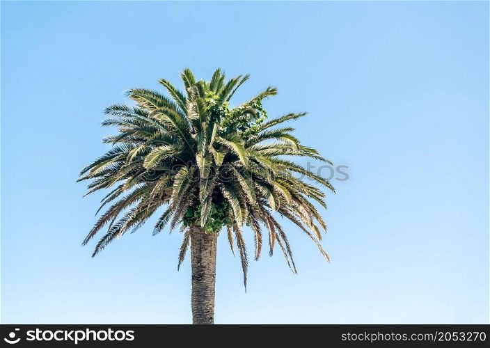 Palm trees in Santander, Spain, against blue sky background