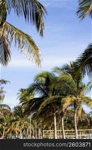 Palm trees in South Beach, Miami
