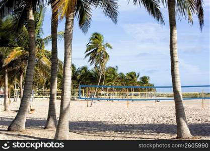 Palm trees in South Beach, Miami
